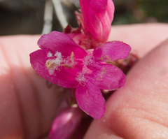 Penstemon newberryi, photograph (c) Spencer Hurt, some rights reserved (CC BY)
