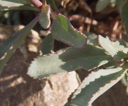 Penstemon newberryi, photograph 2