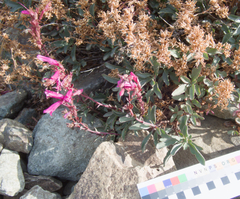 Penstemon newberryi