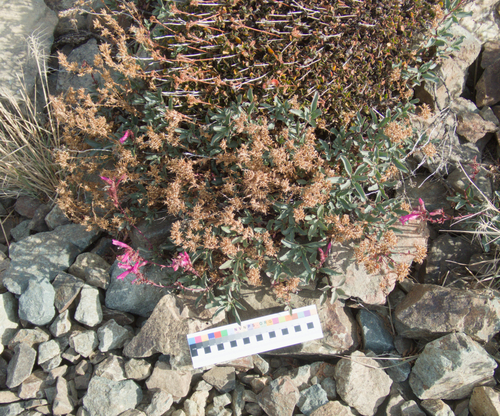 Penstemon newberryi, photograph 1