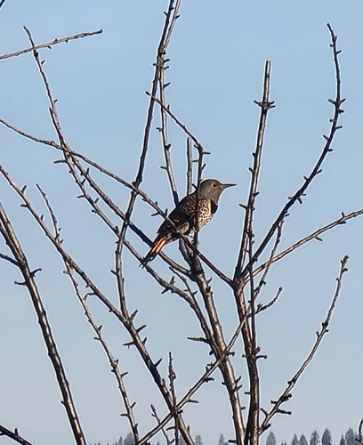 Northern Flicker