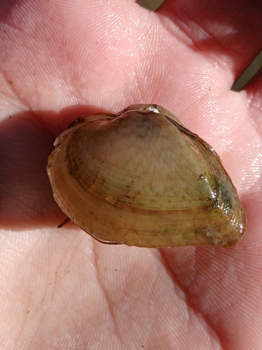 Deertoe Mussel