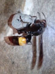 Polistes sagittarius