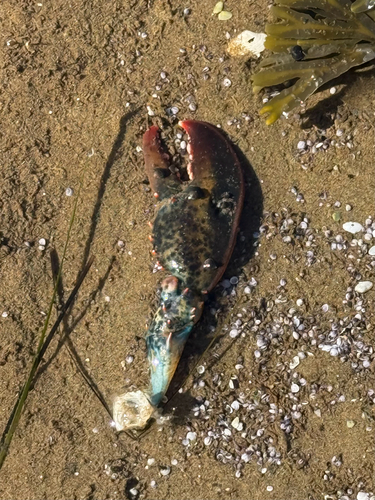 American Lobster