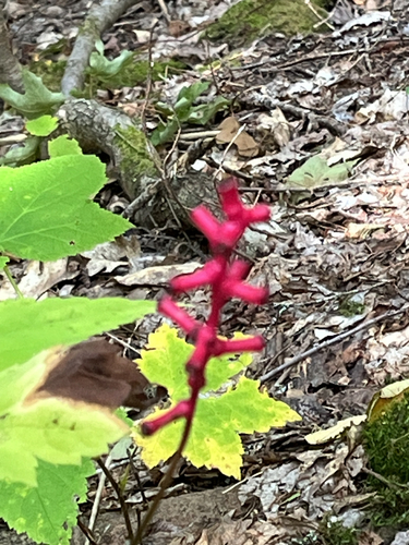 white baneberry