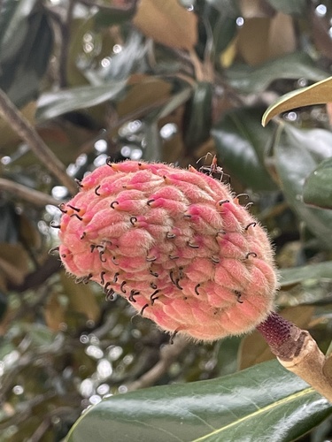 southern magnolia