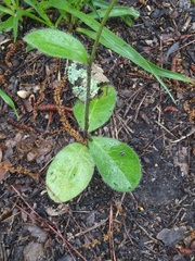 Hieracium marianum