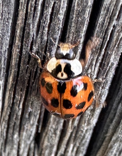 Asian Lady Beetle