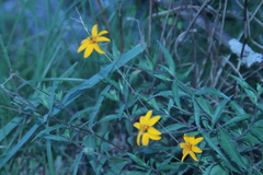 Wedelia acapulcensis