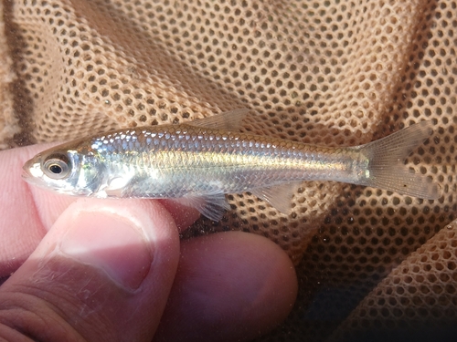 Striped Shiner