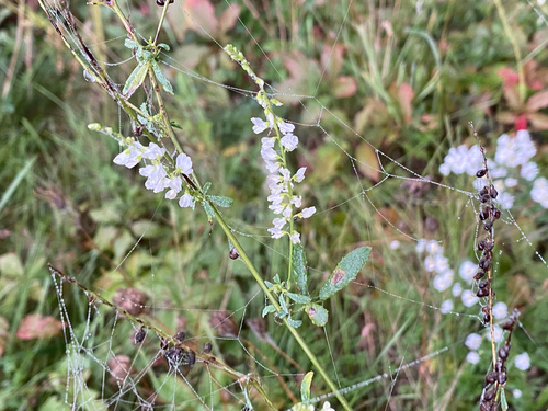 White Sweetclover