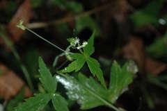 Hydrocotyle geraniifolia