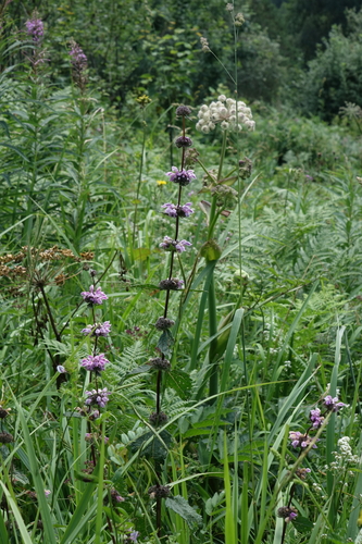 Phlomoides tuberosa, photograph 5