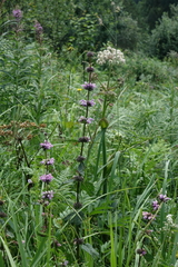 Phlomoides tuberosa, photograph (c) Oleg Kosterin, some rights reserved (CC BY)