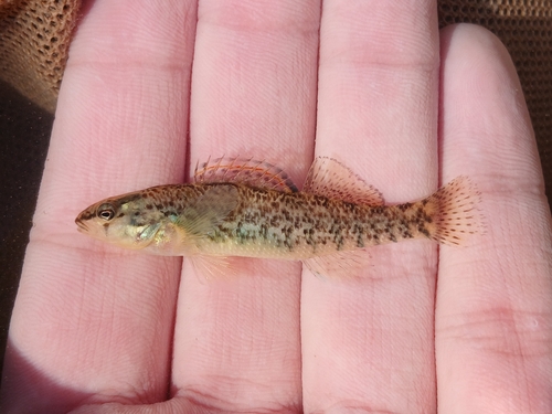Rainbow Darter