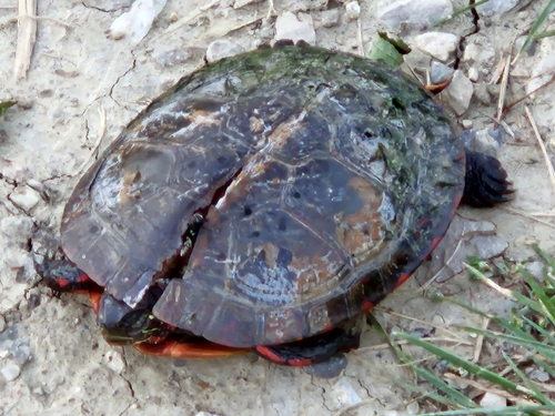 Painted Turtle