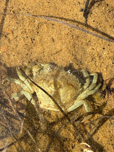 European Green Crab