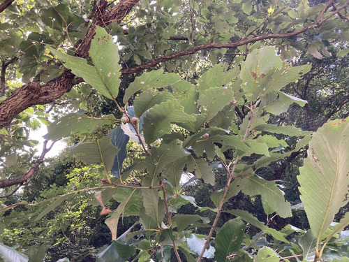 Quercus aliena observed 2026-09-25