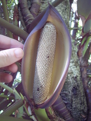 Rhaphidophora decursiva