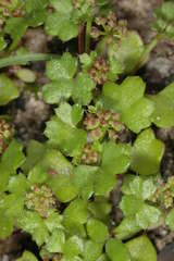 Hydrocotyle callicarpa