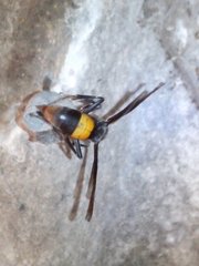 Polistes sagittarius