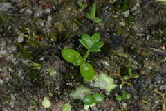 Hydrocotyle callicarpa