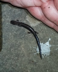 Plethodon cinereus