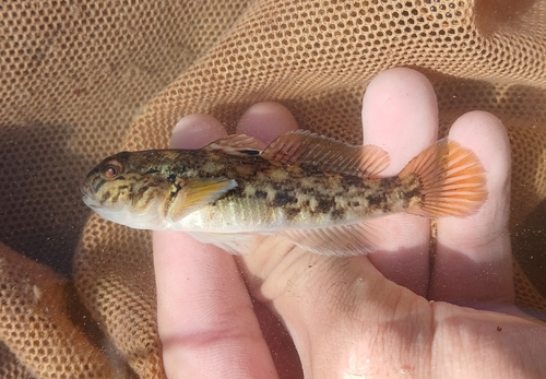 Round Goby