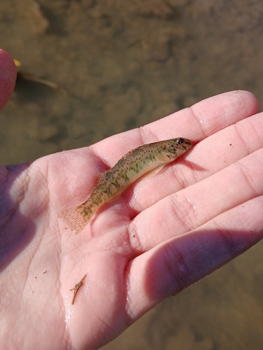 Greenside Darter