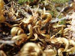 Homalothecium aureum