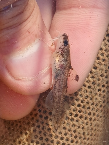 Brindled Madtom