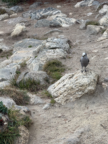 Canada Jay