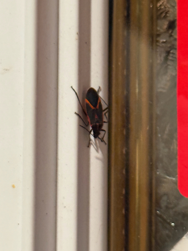 Eastern Boxelder Bug