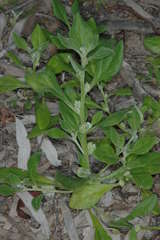 Tetragonia eremaea