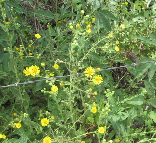 Heterotheca subaxillaris, photograph 6