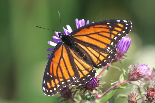 Viceroy