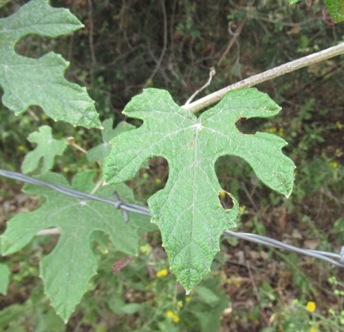 Vitis mustangensis