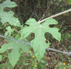Vitis mustangensis