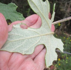 Vitis mustangensis, photograph (c) Linda Jo Conn, some rights reserved (CC BY)