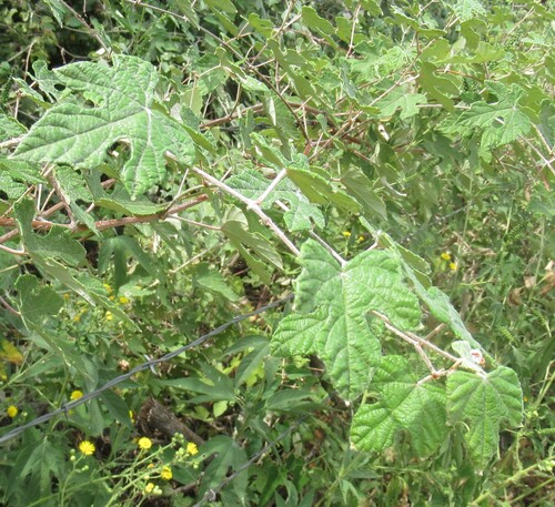 Vitis mustangensis, photograph 2