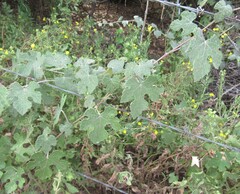 Vitis mustangensis, photograph (c) Linda Jo Conn, some rights reserved (CC BY)