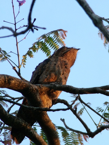 Common Potoo