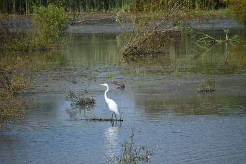 Great Egret