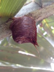 Cicadidae