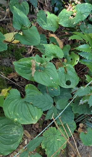 Maianthemum dilatatum, photograph 5