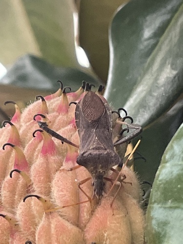 Magnolia Leaf-footed Bug