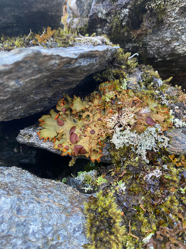 Chocolate Chip Lichen