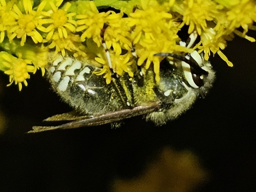 Bald-faced Hornet