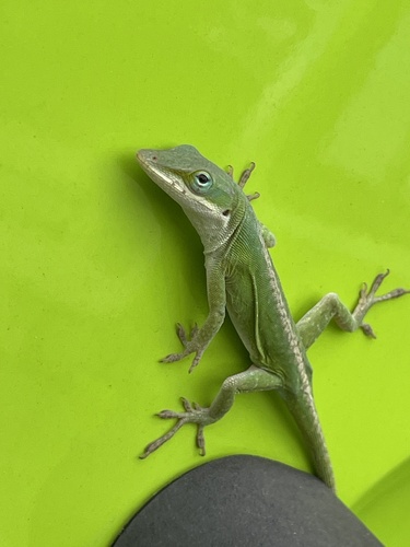 Green Anole