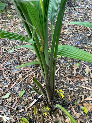 Curculigo capitulata observed 2026-09-25